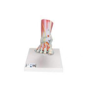 Model de schelet pentru picioare cu ligamente și mușchi 