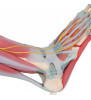 Model de schelet pentru picioare cu ligamente și mușchi 