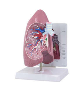 Model pulmonar