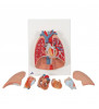Model pulmonar uman cu laringe, 7 parte 
