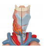 Model pulmonar uman cu laringe, 7 parte 