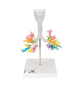 Model de arbori bronșici CT cu laringe 