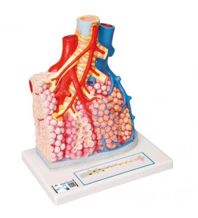 Model de lobule pulmonare cu vase de sânge înconjurătoare, de 130 de ori măriți 