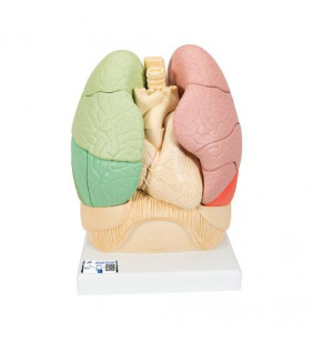 Model pulmonar segmentat 