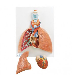 Model pulmonar cu Laringe, 5 parte 