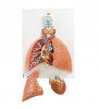 Model pulmonar cu Laringe, 5 parte 