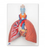 Model pulmonar cu Laringe, 5 parte 