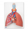 Model pulmonar cu Laringe, 5 parte 