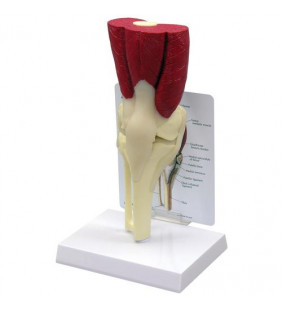 Model de genunchi musculos