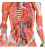 3/4 Model de mușchi uman de dimensiuni naturale fără organe interne pe suport metalic, 23 parte 