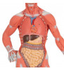 1/3 Figura de mușchi uman de dimensiuni naturale, 2 parte 