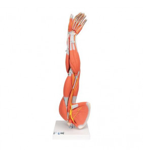 Model de brațe musculare, 3/4 - dimensiune naturala, 6 parte 