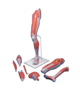 Model de picioare musculare de lux de dimensiuni naturale, 7 parte 