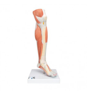 Model de picioare musculare inferioare de dimensiuni naturale cu genunchi detașabil, 3 parte 