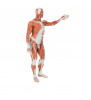 Figura musculară pentru bărbați umani de dimensiuni naturale, 37 parte 