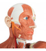 Figura musculară pentru bărbați umani de dimensiuni naturale, 37 parte 