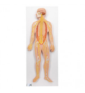 Model de sistem nervos uman, 1/2 dimensiune de viață 