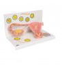 Model de ovare și tuburi uterine cu etape de fertilizare, mărire de 2 ori 