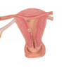 Model de ovare și tuburi uterine cu etape de fertilizare, mărire de 2 ori 