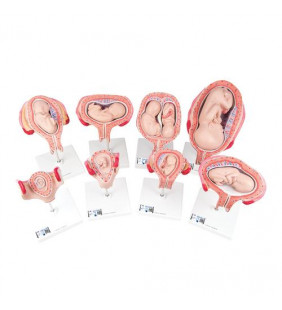 Seria de modele de sarcină, 8 modele individuale de embrioni și făți 