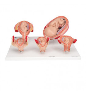 Seria de modele de sarcină, 5 modele de embrioni și făt pe o bază 