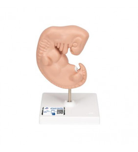 Model de embrion uman, de 25 de ori - dimensiune naturala 