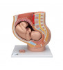 Model de pelvis de sarcină în secțiunea mediană cu făt detașabil (40 săptămâni), 3 parte 
