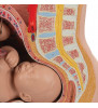 Model de pelvis de sarcină în secțiunea mediană cu făt detașabil (40 săptămâni), 3 parte 