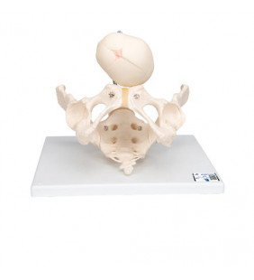 Modelul de schelet de demonstrație pentru naștere cu craniu fetal 