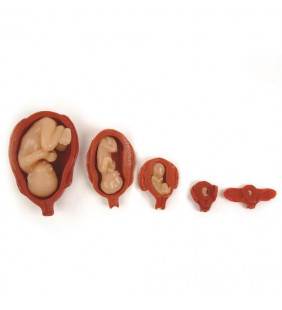 Set de modele de uter/făt (5)