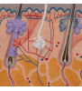 Model de secțiune a pielii umane, de 70 de ori cu dimensiuni complete 
