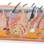 Model de secțiune a pielii umane, de 70 de ori cu dimensiuni complete 