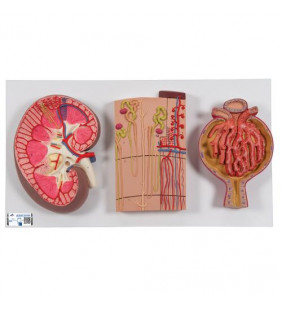 Model de secțiune a rinichilor umani cu nefroni, vase de sânge și corpuscle renal 