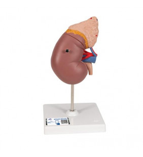 Model de rinichi cu glanda suprarenală, 2 parte 