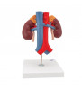 Model de rinichi umani cu vase 2 părți 