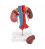 Model de rinichi umani cu vase 2 părți 