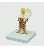 Modelul coloanei vertebrale cervicale cu mușchii