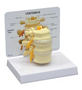 Model de vertebre de bază