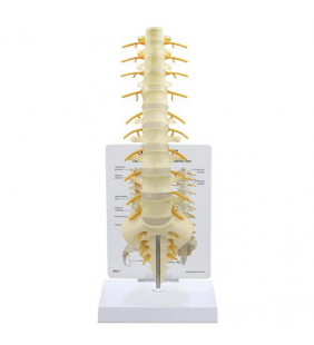 Modelul coloanei vertebrale sacru t8