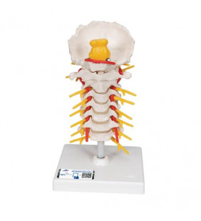 Model de coloană a coloanei vertebrale umane cervicale 