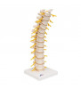 Model toracic de coloană a coloanei vertebrale umane 