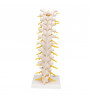 Model toracic de coloană a coloanei vertebrale umane 