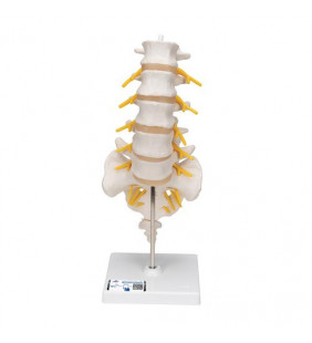 Modelul coloanei vertebrale umane lombare 