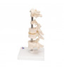 Model de 6 vertebre umane, montat pe stand (Atlas, axă, cervical, 2x toracic, lombar) 