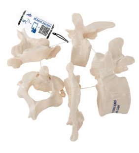 5 vertebre umane, filetate vag pe nylon (atlas, axă, cervicală, toracică, lombară) 