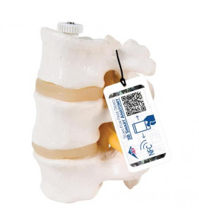 3 vertebre lombare umane, montate flexibil 