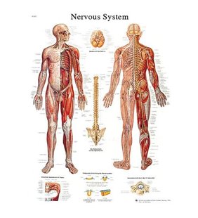 Diagrama adeziva - Sistem nervos - diagrama adeziva