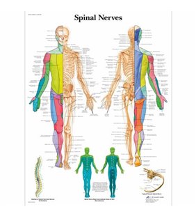 Graficul nervilor coloanei vertebrale