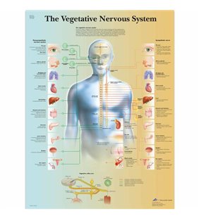 Graficul sistemului nervos vegetativ