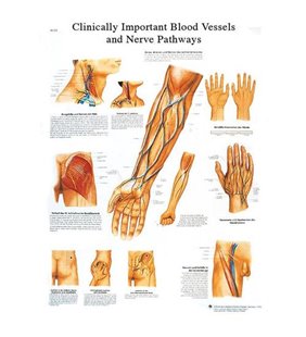 Diagrama adeziva - Vase de sânge importante din punct de vedere clinic și căi nervoase 